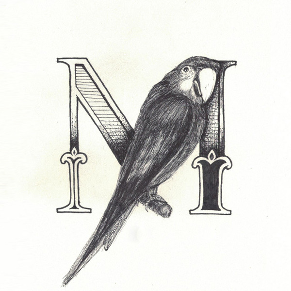 Macaw