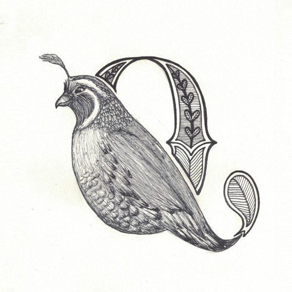 Quail