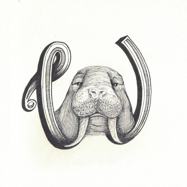 Walrus