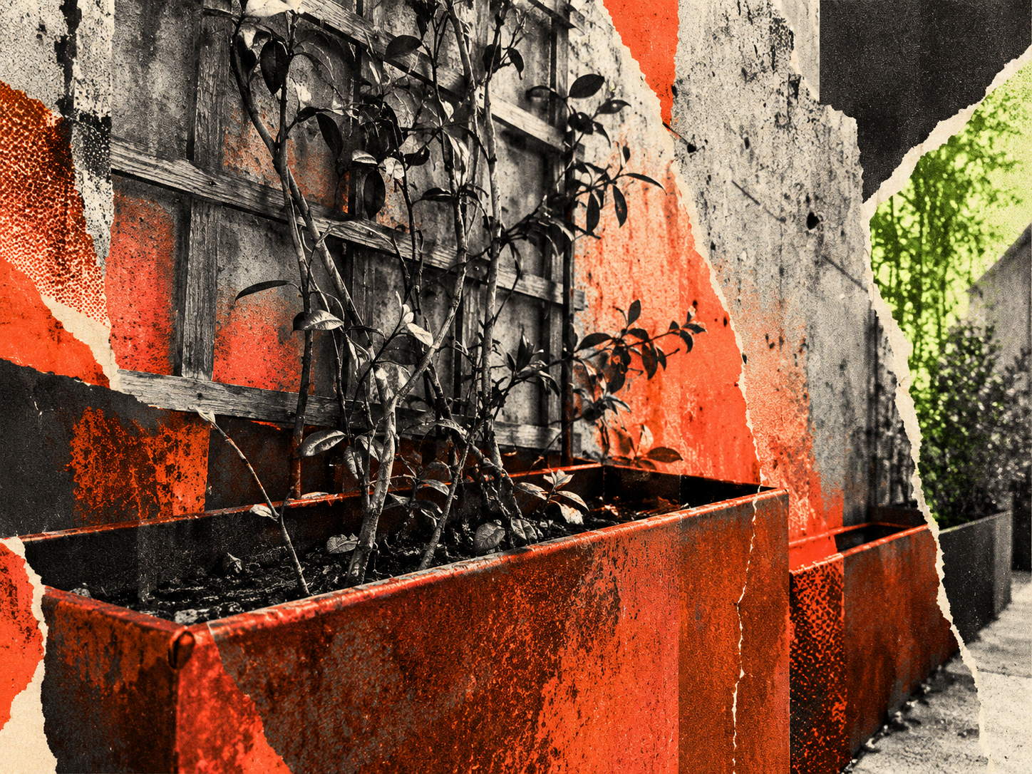 A heat-stressed jasmine growing in a sun-warmed corten steel planter